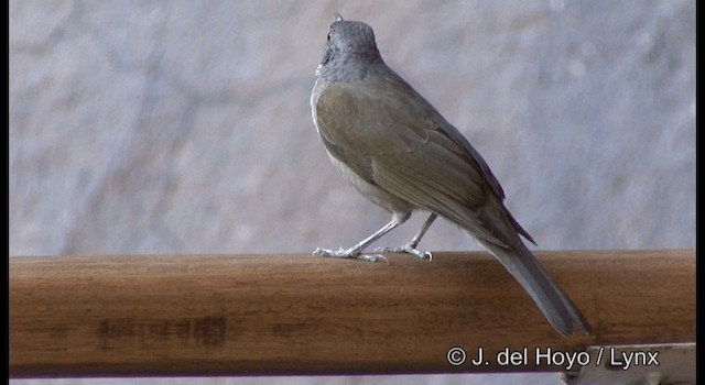 Merle leucomèle - ML201179941