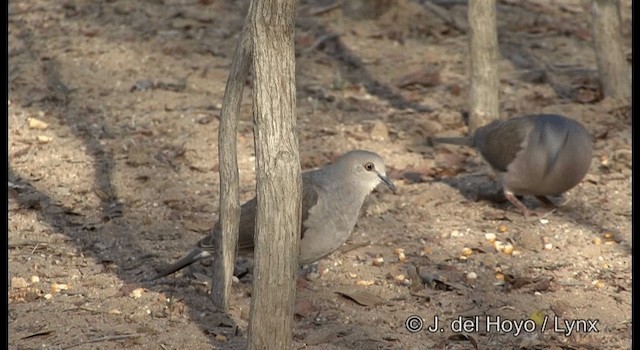 White-tipped Dove (brasiliensis Group) - ML201179961