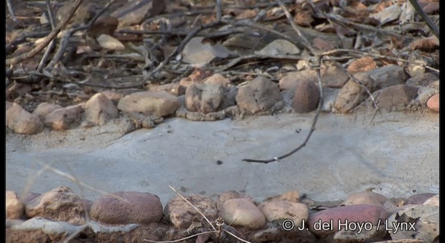 White-naped Jay - ML201179971