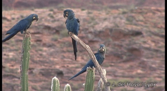 Indigo Macaw - ML201179981