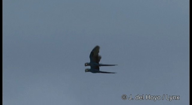 Indigo Macaw - ML201179991