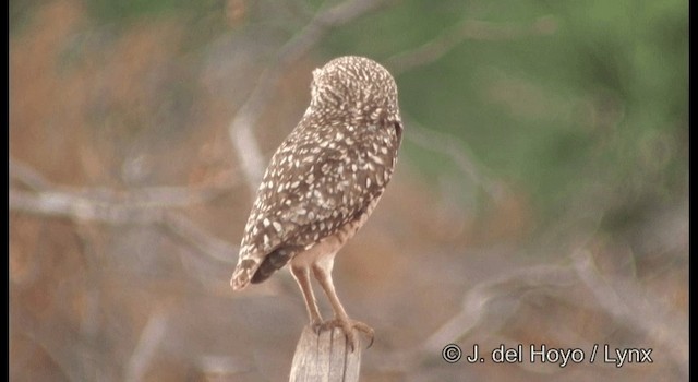 Burrowing Owl (grallaria) - ML201180001