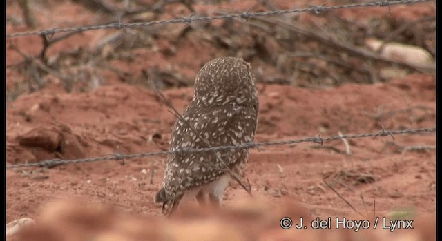 アナホリフクロウ（grallaria） - ML201180011