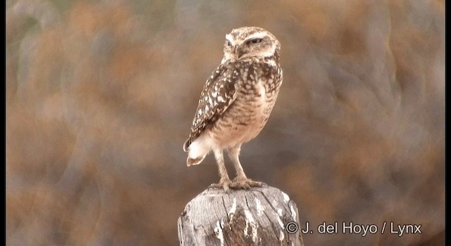 Burrowing Owl (grallaria) - ML201180021