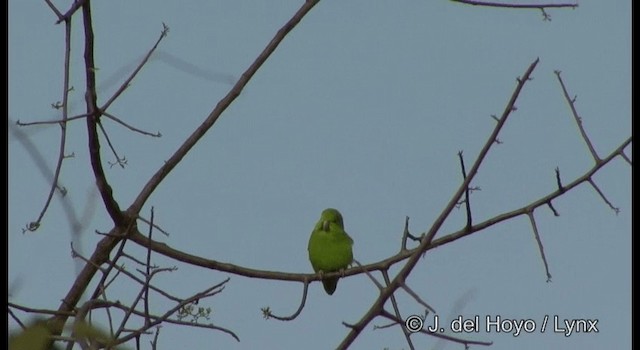 papoušíček modrokřídlý - ML201180041