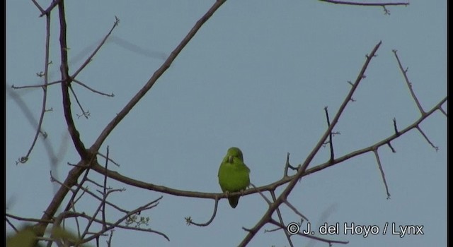 Cobalt-rumped Parrotlet - ML201180041