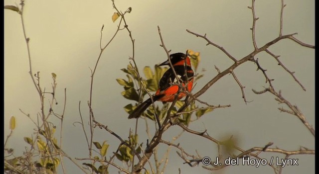 Oriole des campos - ML201180081