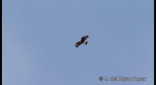 Harris's Hawk (Bay-winged) - ML201180101