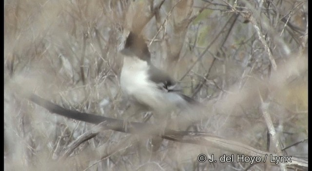 Great Antshrike - ML201180141