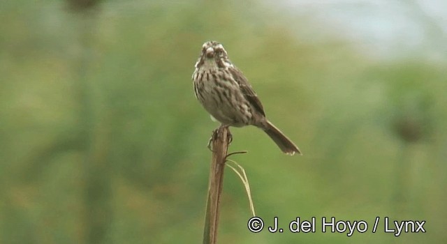 Streaky Seedeater - ML201180201