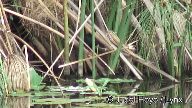 Black Crake - ML201180221