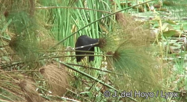 Rufous-bellied Heron - ML201180231