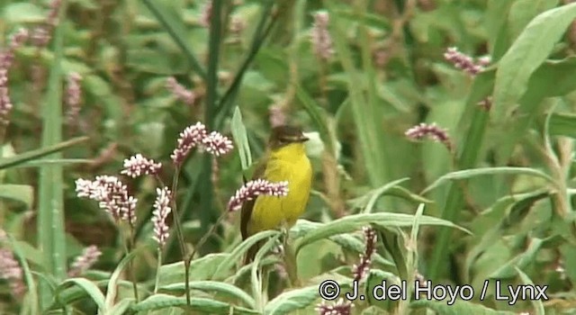 African Yellow-Warbler - ML201180281