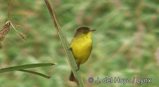 African Yellow-Warbler - ML201180291