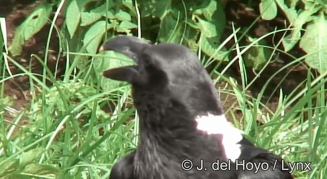 White-necked Raven - ML201180311