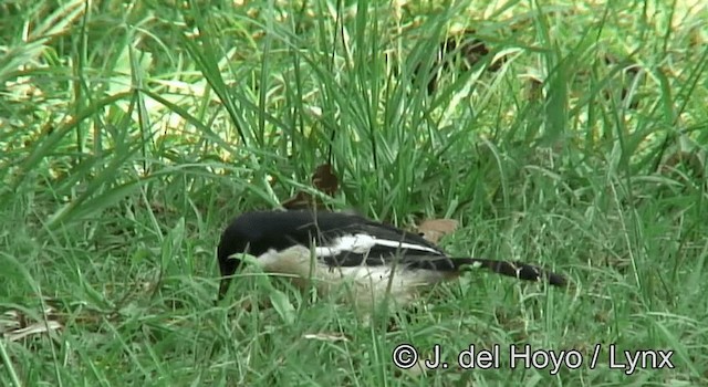 Tropical Boubou - ML201180401