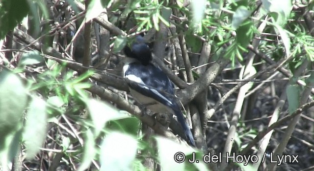 Tropical Boubou - ML201180421