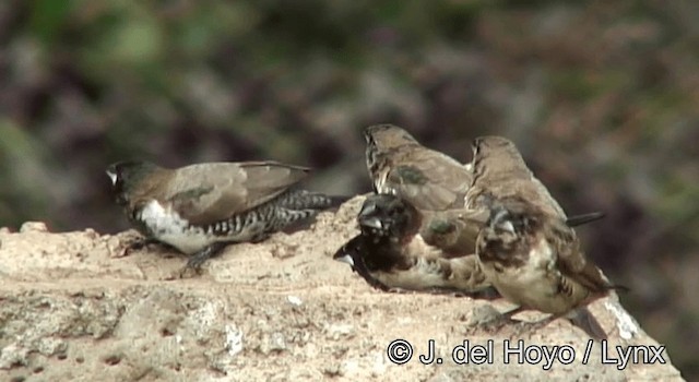 Kleinelsterchen - ML201180441