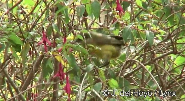 Нектарка бронзова - ML201180491