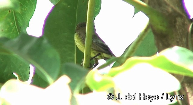 Bronze Sunbird - ML201180501