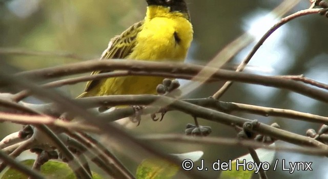 Baglafecht Weaver - ML201180521