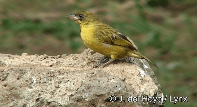 Baglafecht Weaver - ML201180531