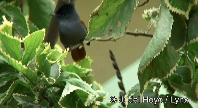 African Paradise-Flycatcher - ML201180561