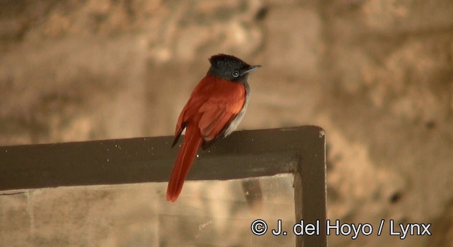 Monarca Colilargo Africano - ML201180571