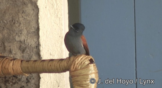 African Paradise-Flycatcher - ML201180581