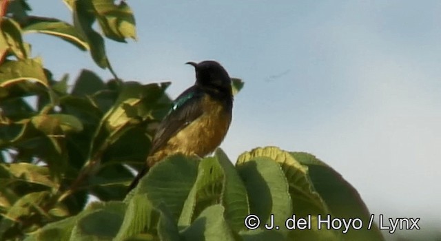 カワリタイヨウチョウ（igneiventris） - ML201180621