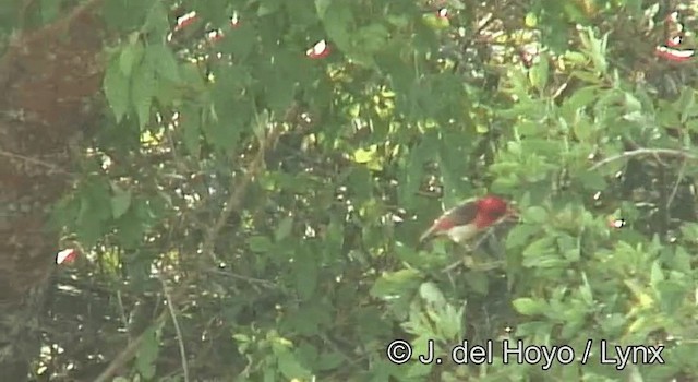 Red-headed Weaver - ML201180671