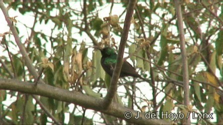 Bindennektarvogel - ML201180711