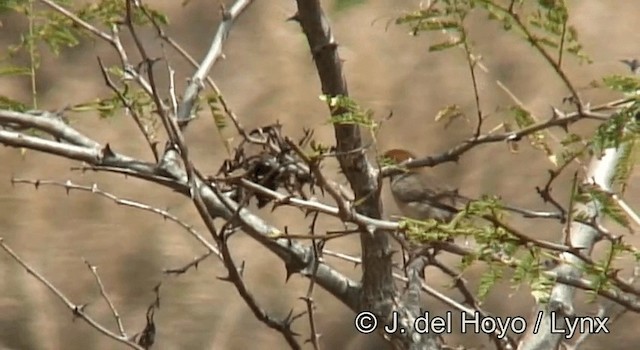 Tabora Cisticola - ML201180721