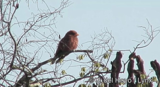 Broad-billed Roller (African) - ML201180781