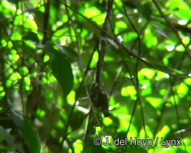 Plain Xenops (White-throated) - ML201180791