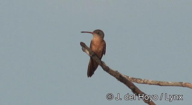 Tarçın Renkli Kolibri [rutila grubu] - ML201180811