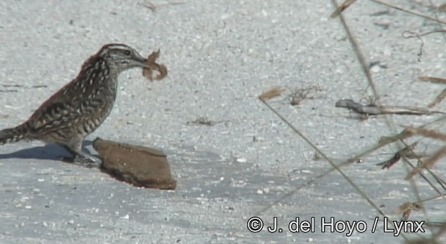 Yucatan Wren - ML201180841