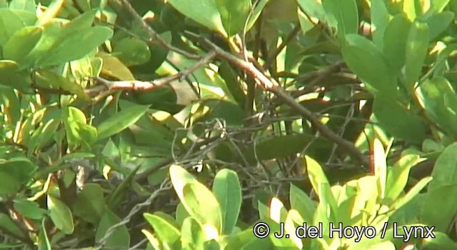 Yucatan Wren - ML201180851