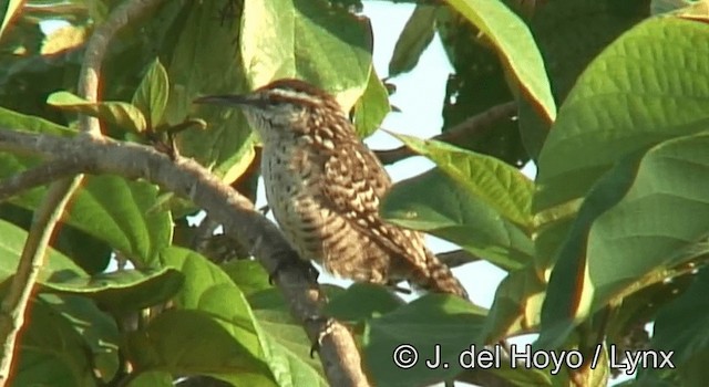 střízlík yukatanský - ML201180861