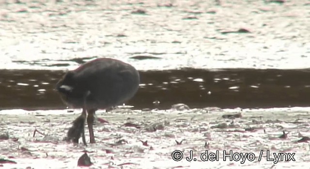 American Coot - ML201180941