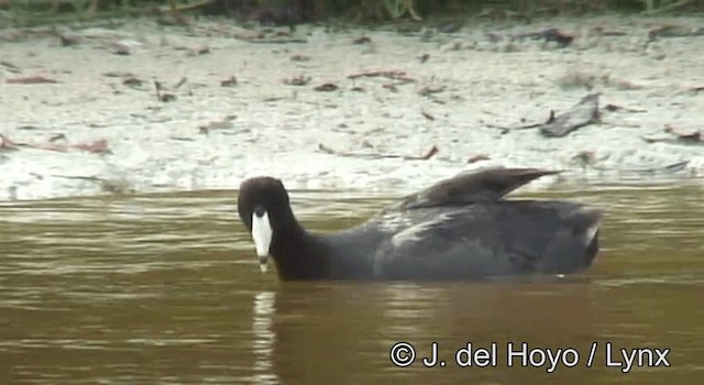 American Coot - ML201180951