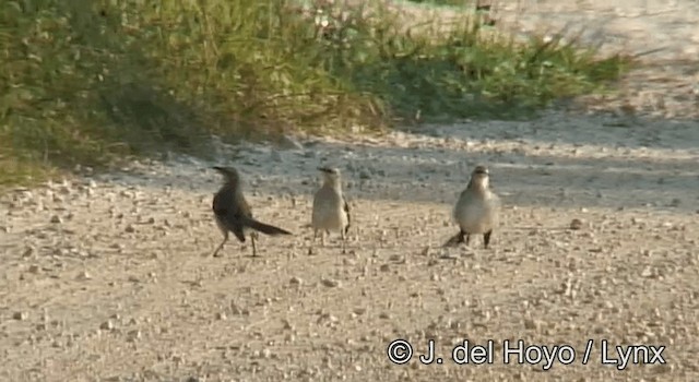 Tropical Mockingbird (Mayan) - ML201180961