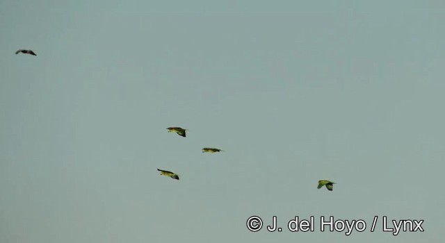 Yellow-crowned Parrot - ML201181011