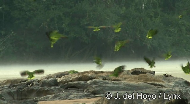Amazona Real - ML201181021