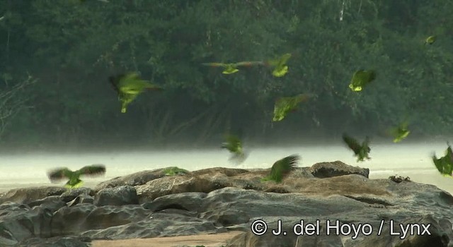 Yellow-crowned Parrot - ML201181021