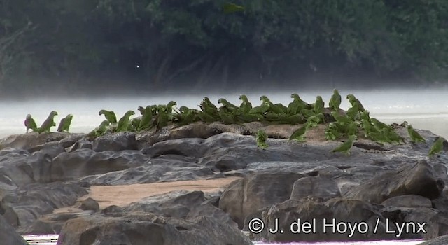 Amazona Real - ML201181031