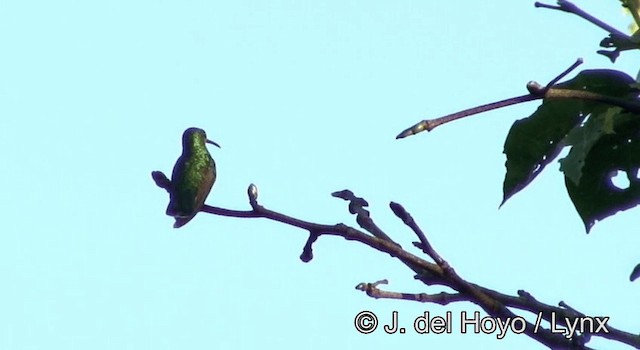 Black-throated Mango - ML201181041