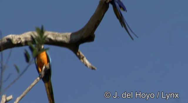 Blue-and-yellow Macaw - ML201181051