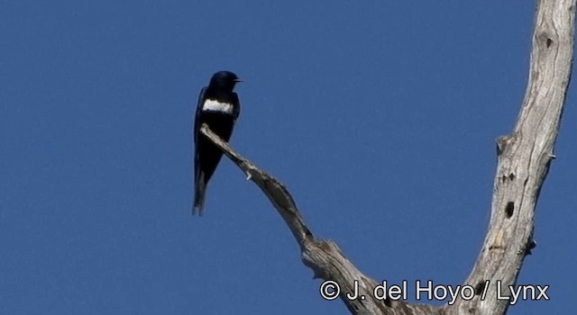 Golondrina Fajiblanca - ML201181071