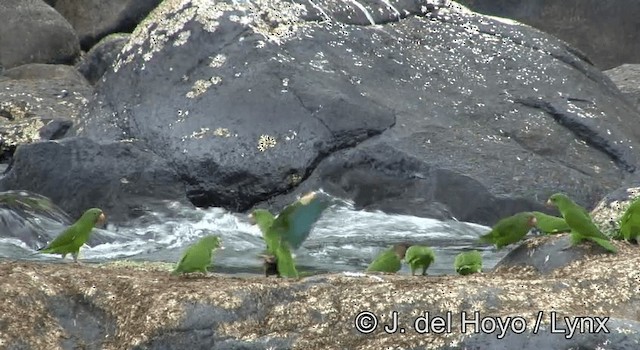 Golden-winged Parakeet - ML201181091